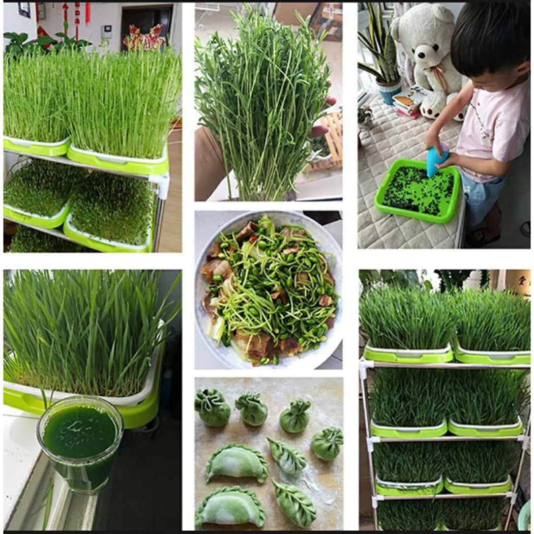 Microgreens Sprouter Tray Hydr – Hydroponic Grow Pod Bewertung und Preis